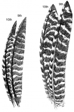 Comparison of juvenile and adult turkey wing feathers