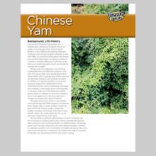 Chinese Yam