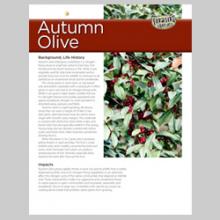Autumn Olive