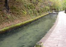 Trout raceway and walking path at Maramec Spring Trout Hatchery