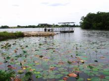 lily pads and a fishing dock at Memphis (Lake Showme)