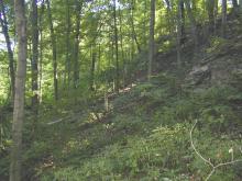 Forested hillside at Seventy-Six CA