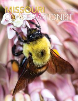 magazine cover bee
