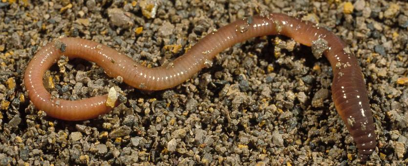 Earthworm on the surface of granular soil
