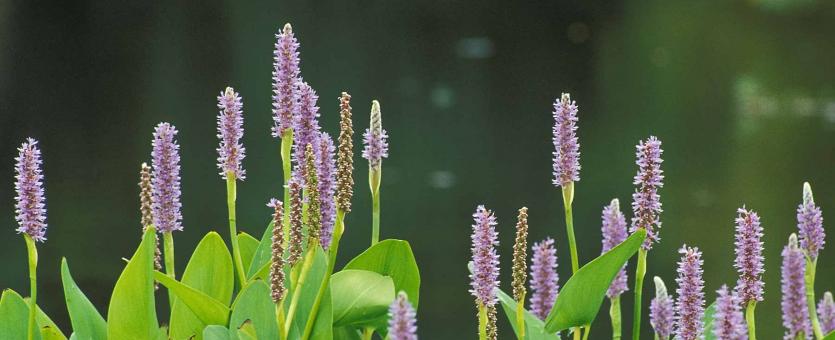 Pickerel weed colony in bloom with water in background