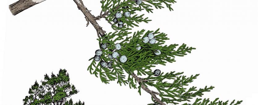 Illustration of Ashe’s juniper needles, twig, fruits, with inset showing overall shape of plant