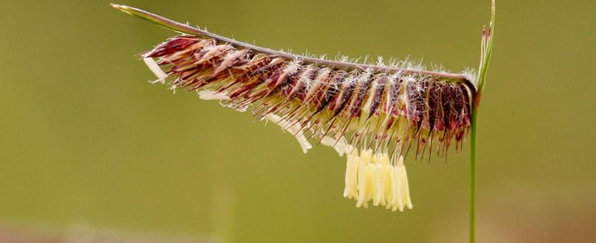 Hairy grama, closeup of flowerhead