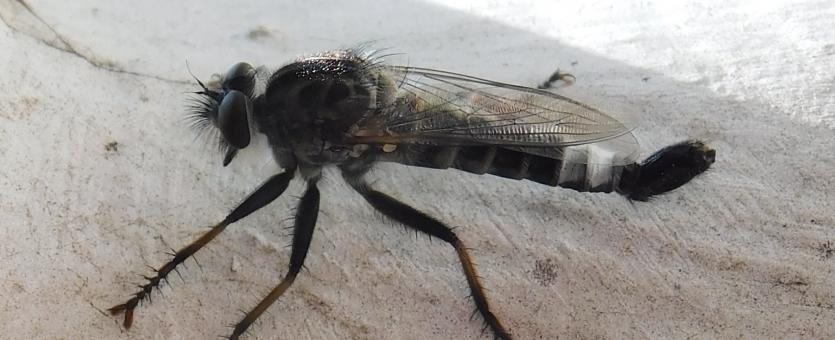 Robber fly, genus Efferia, male, perched on a white-painted post