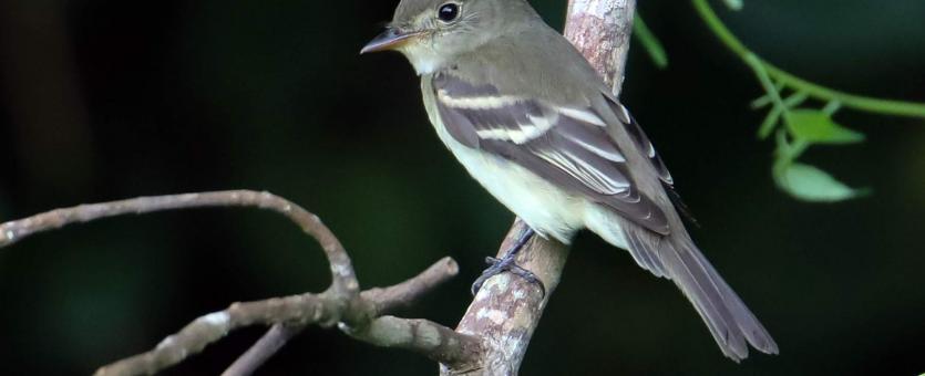 Perched Acadian flycatcher viewed from side