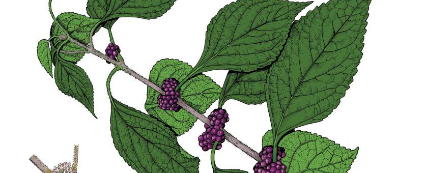 Illustration of American beautyberry leaves, fruits, flowers
