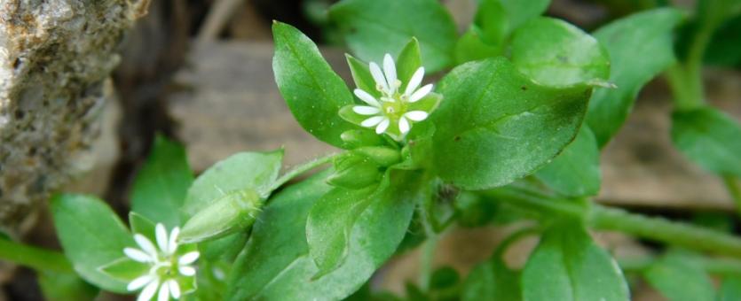 Common chickweed plant in bloom