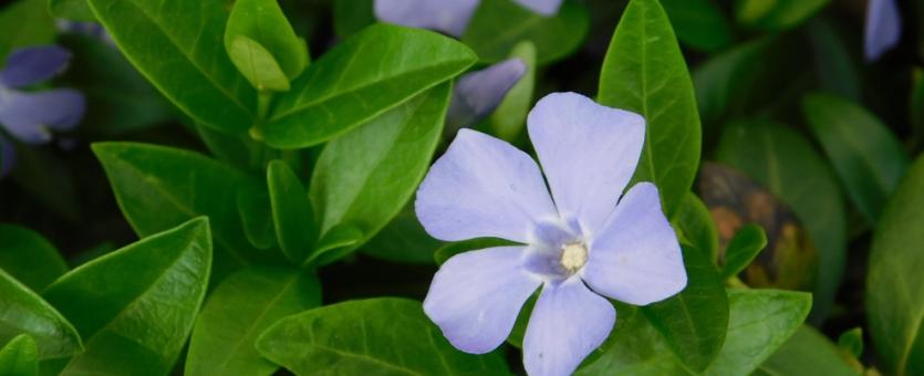 Common periwinkle, or Vinca minor, flowers and leaves