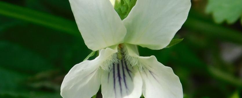Pale or cream violet, Viola striata, closeup of flower