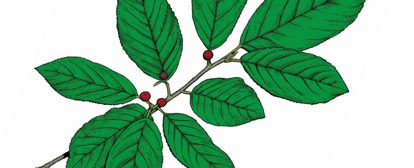 Carolina buckthorn, illustration of branch with leaves and fruit