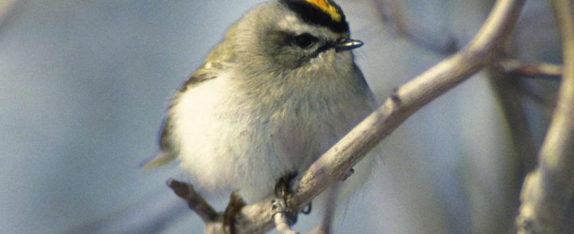 Golden-crowned kinglet perched on a small tree branch in winter