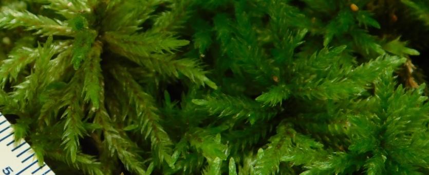 Climacium moss, or tree moss, closeup showing treelike growth form