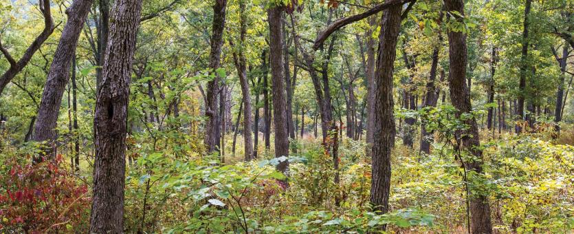 Upland Forests and Woodlands | Missouri Department of Conservation