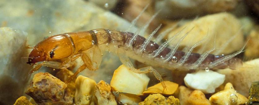 Photo of an alderfly larva among rocks and gravel in an aquarium.