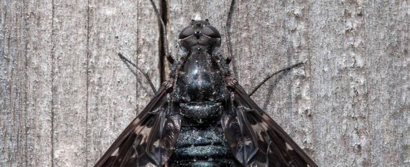 Photo of a tiger bee fly resting on the wood of a privacy fence