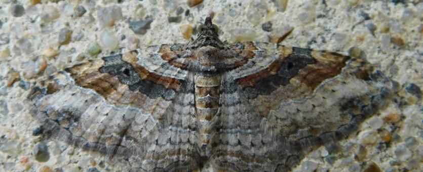 Bent-line carpet moth resting on a concrete surface