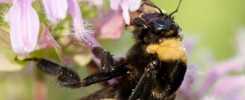 Black-and-gold bumble bee visiting wild bergamot flowerhead