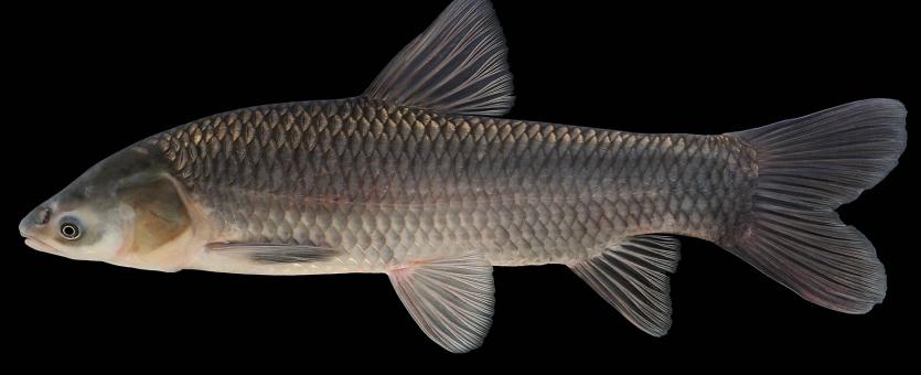 Black carp side view photo with black background