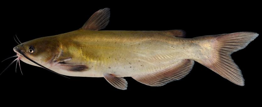 Channel catfish side view photo with black background