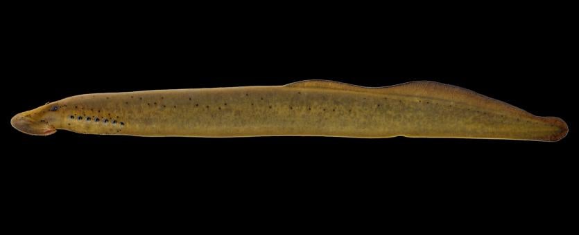 Chestnut lamprey side view photo with black background