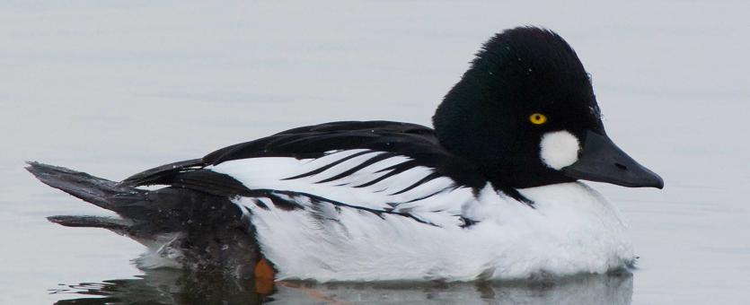 Photo of a male common goldeneye floating on the surface of the Mississippi River