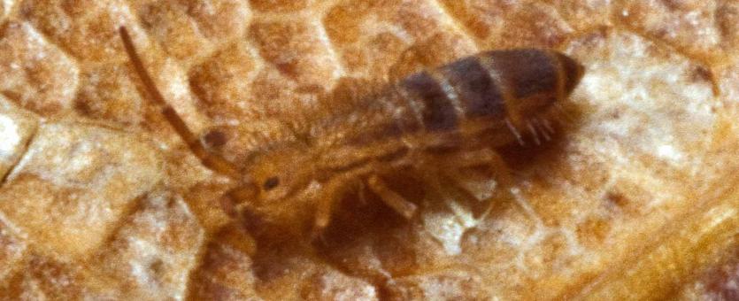 Elongate-bodied springtail on a brown leaf