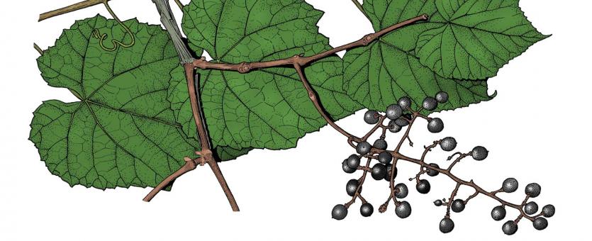 Illustration of frost grape leaves, flowers, fruit
