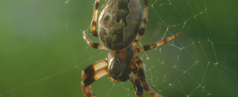 Photo of a furrow orbweaver hanging head down with a green background