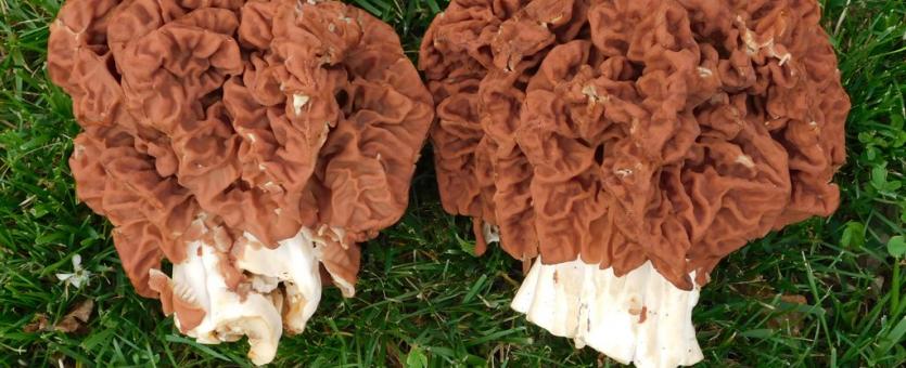 Photo of two gigantic red false morels, cut and laying on a ground