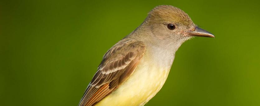 Photo of a great crested flycatcher, perched