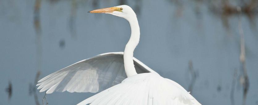 Photo of a great egret