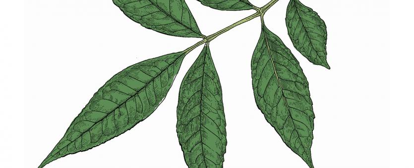 Illustration of green ash leaf.