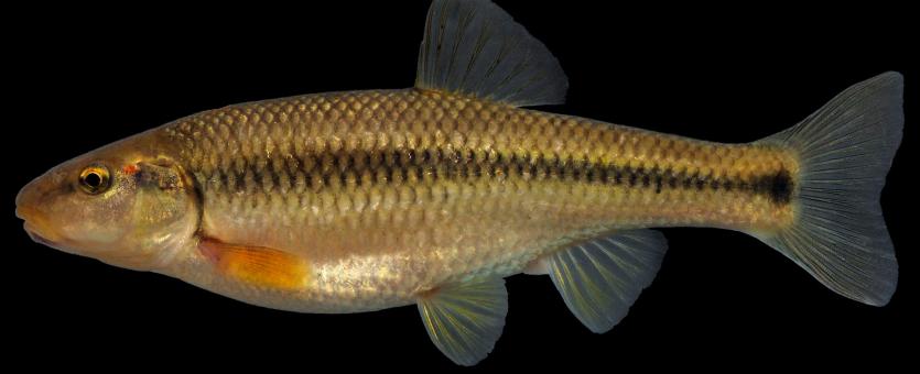 Hornyhead chub female, side view photo with black background
