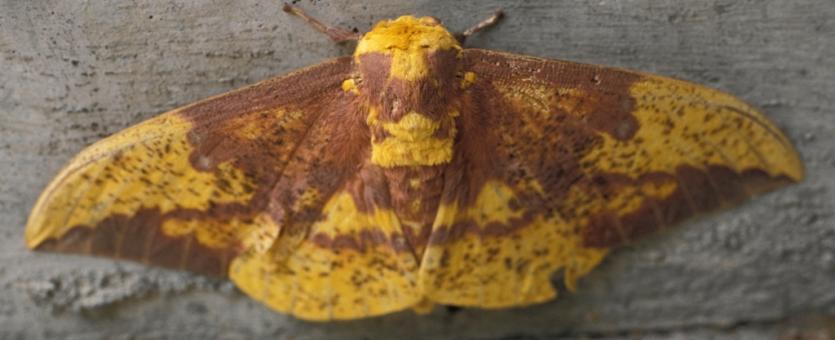 Imperial moth resting with wings out to sides