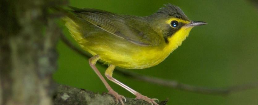 Photo of a Kentucky warbler perched on a small branch