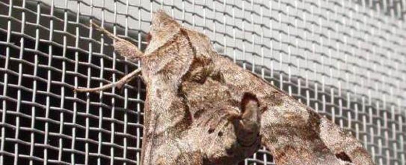 Lettered sphinx moth resting on a window screen