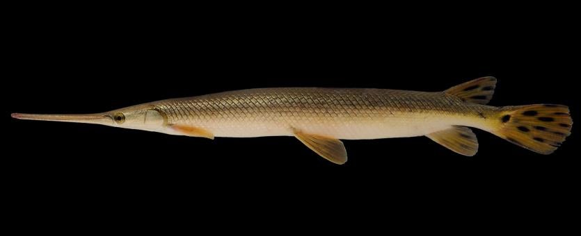 Longnose gar side view photo with black background