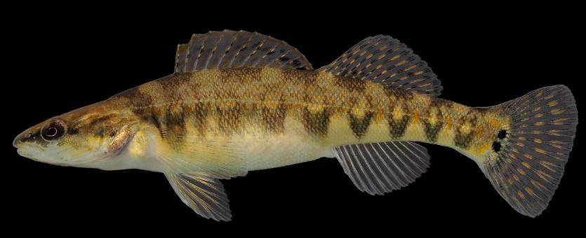 Niangua darter female, side view photo with black background