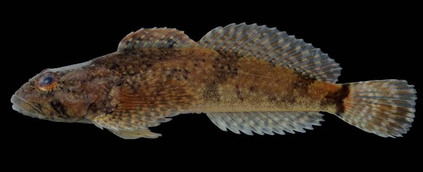 Mottled sculpin side view photo with black background