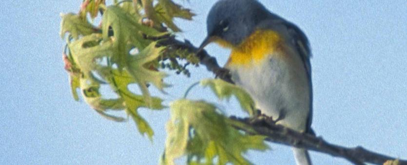 Photo of a northern parula warbler a long distance away