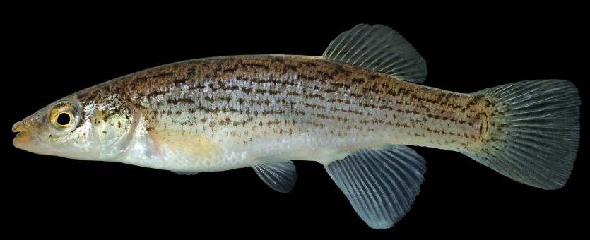 Northern studfish female, side view photo with black background