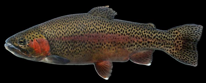 Rainbow trout side view photo with black background