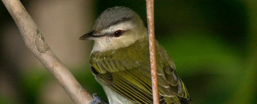 Photo of a red-eyed vireo perched on a small branch.