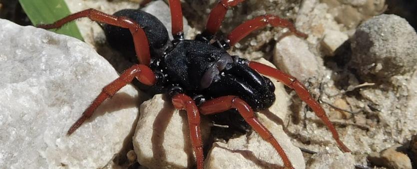 Photo of a male redlegged purseweb spider walking on limestone gravel