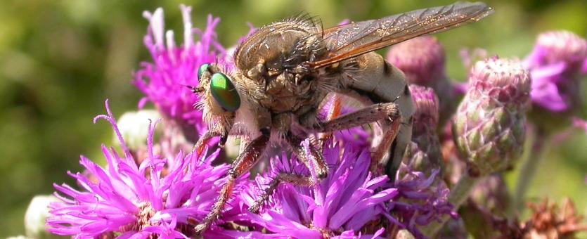 Photo of a green-eyed robber fly depositing eggs into Missouri ironweed flowers.
