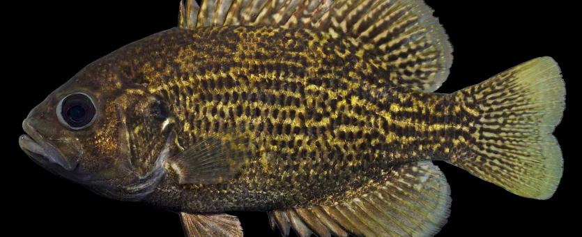 Northern rock bass, or goggle-eye, side view photo with black background
